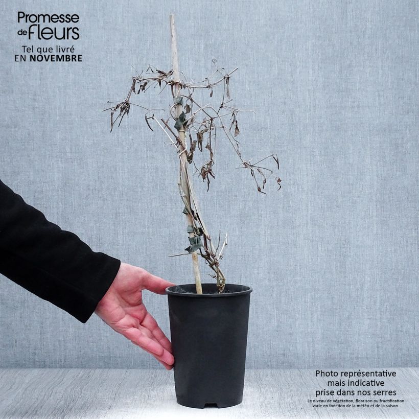 Spécimen de Clématite - Clematis tangutica My Angel Pot de 2L/3L tel que livré en automne
