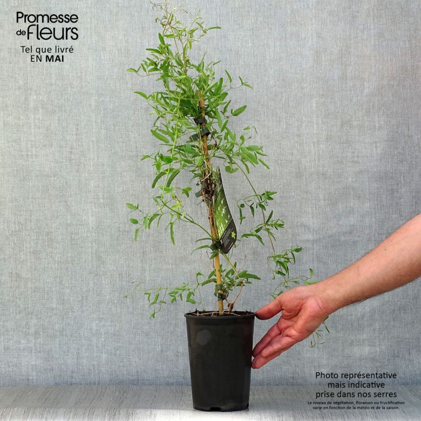 Example of Clématite - Clematis tangutica My Angel Pot de 2L/3L as you get in printemps