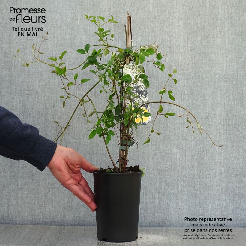 Spécimen de Clématite - Clematis terniflora Pot de 2L/3L tel que livré au printemps