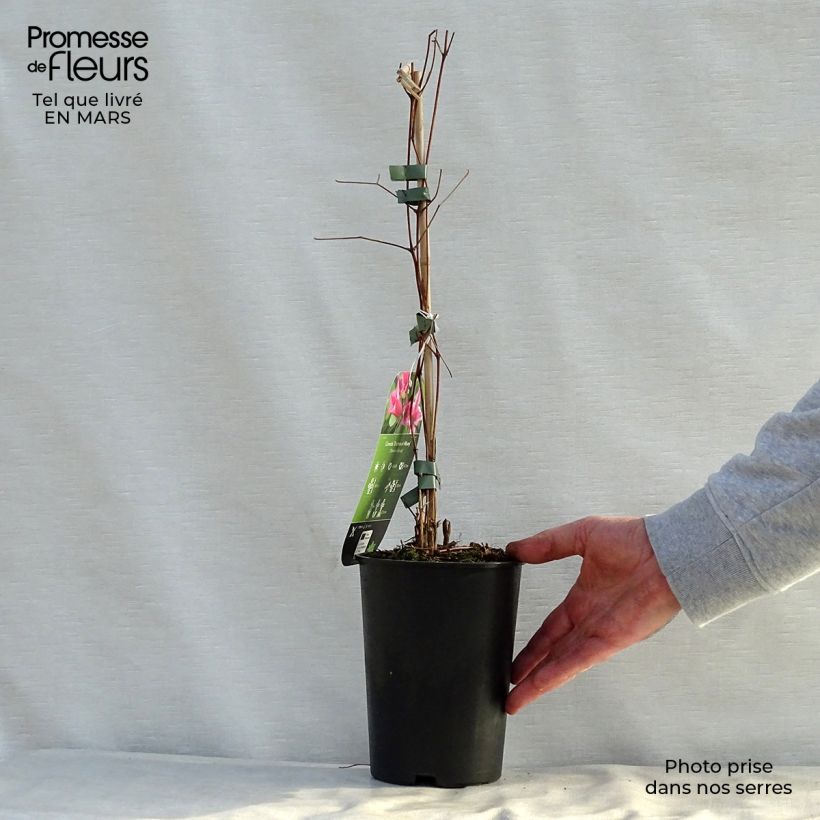 Example of Clématite - Clematis texensis Duchess of Albany Pot de 2L/3L as you get in printemps