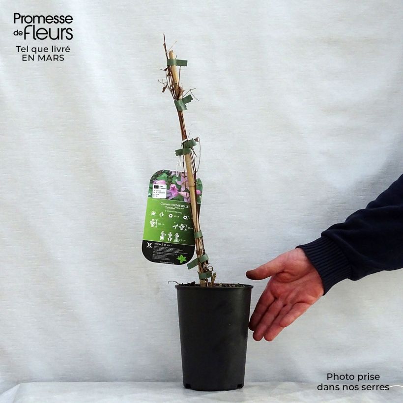 Example of Clématite - Clematis texensis Mienie Belle Pot de 2L/3L as you get in printemps
