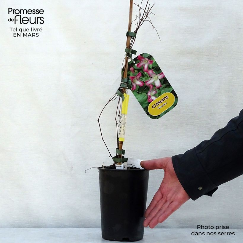 Example of Clématite - Clematis texensis Odoriba Pot de 2L/3L as you get in printemps