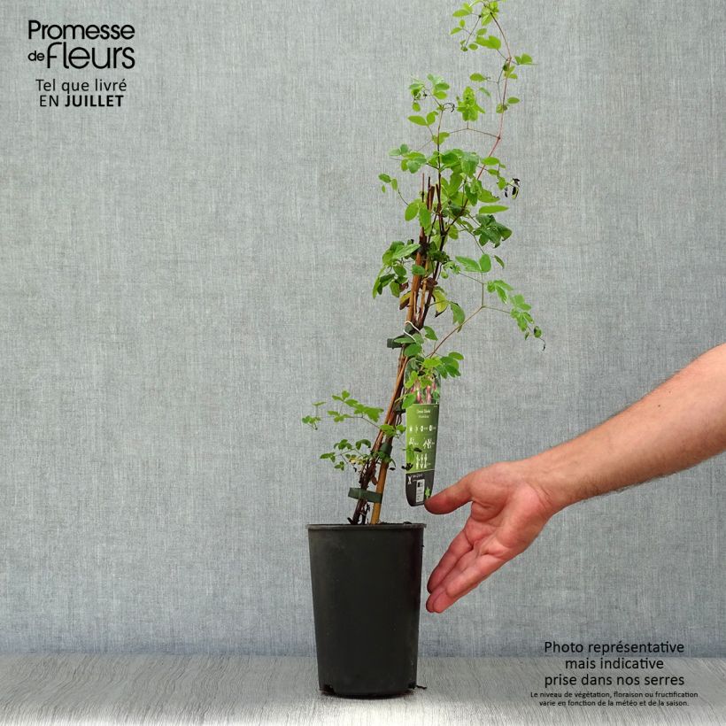 Spécimen de Clématite - Clematis texensis Odoriba Pot de 2L/3L tel que livré en été