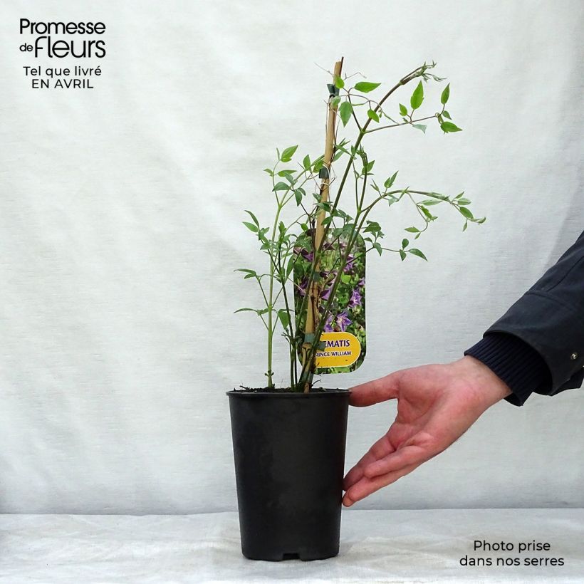 Example of Clématite - Clematis texensis Prince William Pot de 2L/3L as you get in printemps