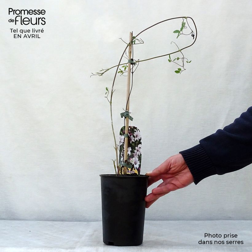 Example of Clématite - Clematis texensis Princess Kate Pot de 2L/3L as you get in printemps