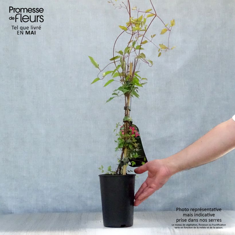 Example of Clématite - Clematis texensis Princesse Diana Pot de 1,5L/2L as you get in printemps