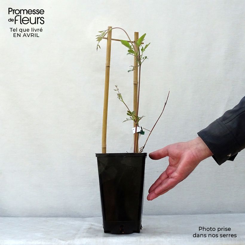 Example of Clématite - Clematis texensis Queen Maxima Pot de 1,5L/2L as you get in printemps