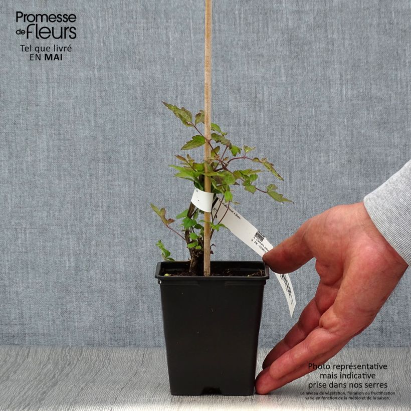 Example of Clématite - Clematis vitalba Godet de 8/9 cm as you get in printemps