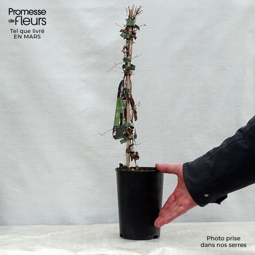 Example of Clématite - Clematis viticella Alba Luxurians Pot de 2L/3L as you get in printemps