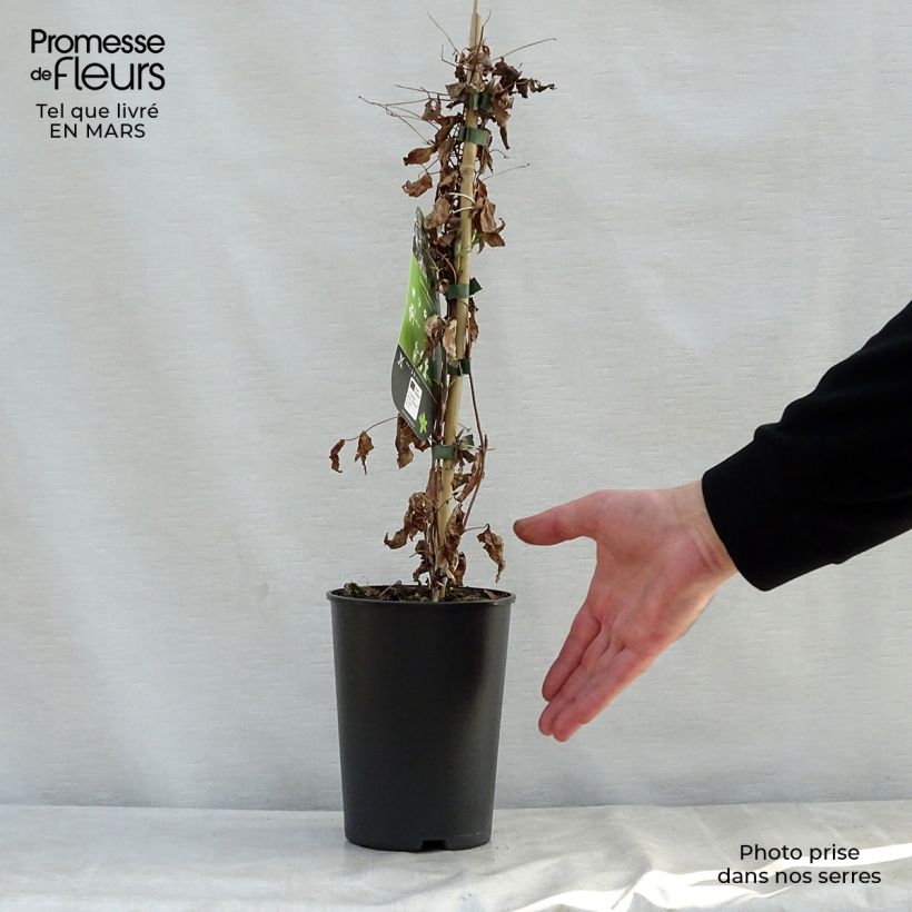 Example of Clématite - Clematis viticella Black Prince Pot de 2L/3L as you get in printemps