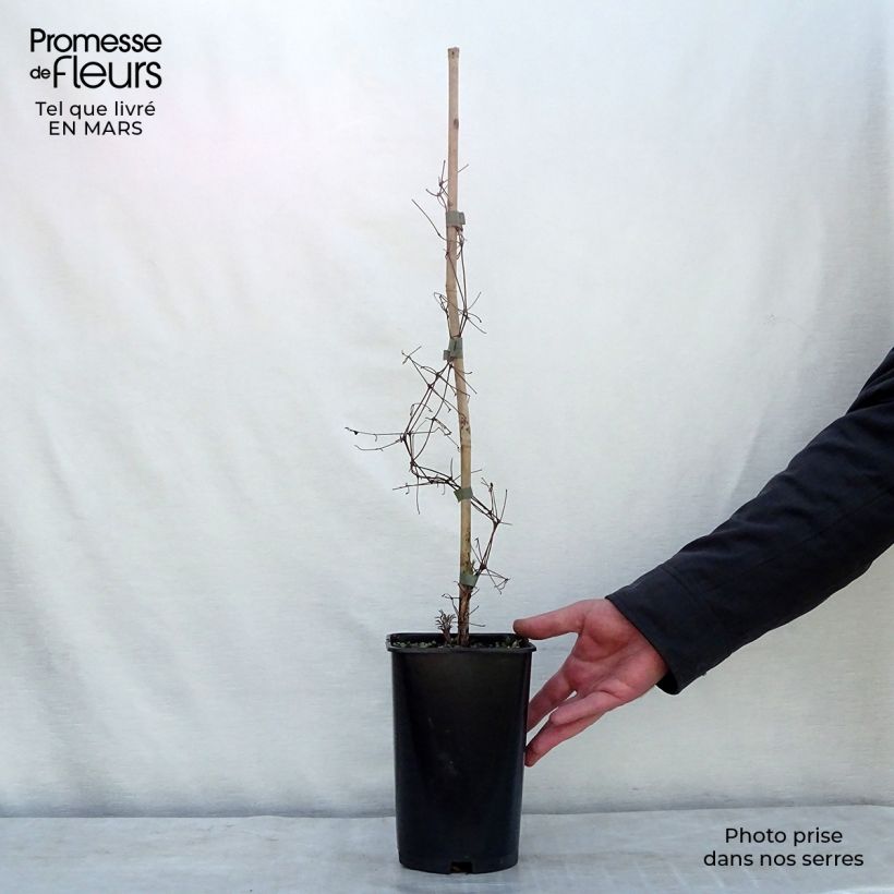 Example of Clématite - Clematis viticella Burning Love Pot de 2L/3L as you get in printemps