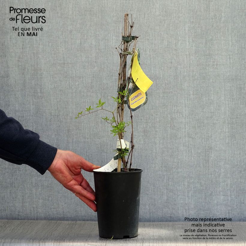 Example of Clématite - Clematis viticella Caerulea Luxurians Pot de 2L/3L as you get in printemps