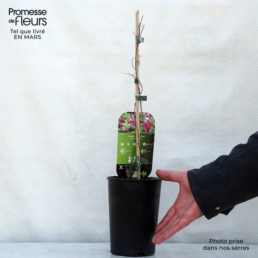 Example of Clématite - Clematis viticella Etoile Rose Pot de 2L/3L as you get in printemps