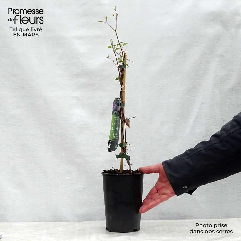 Spécimen de Clématite - Clematis viticella Etoile Violette Pot de 2L/3L tel que livré au printemps