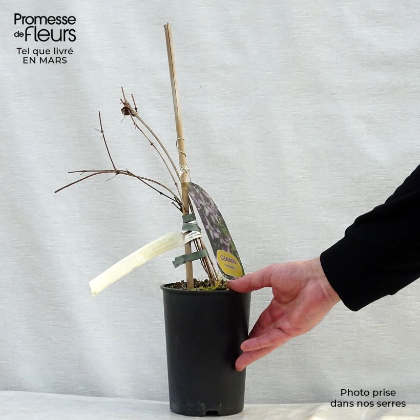 Example of Clématite - Clematis viticella I am Lady J Pot de 2L/3L as you get in printemps