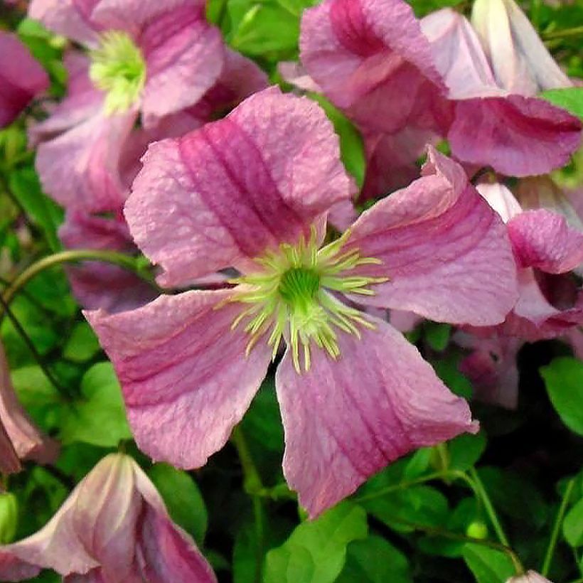 Clématite - Clematis viticella Krakowiak (Flowering)