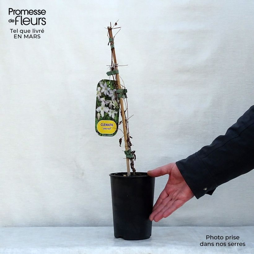 Example of Clématite - Clematis viticella Little Nell  Pot de 2L/3L as you get in printemps