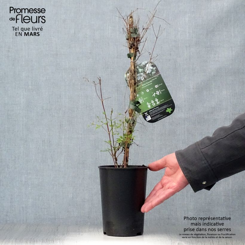 Example of Clématite - Clematis viticella Maria Cornelia Pot de 2L/3L as you get in printemps