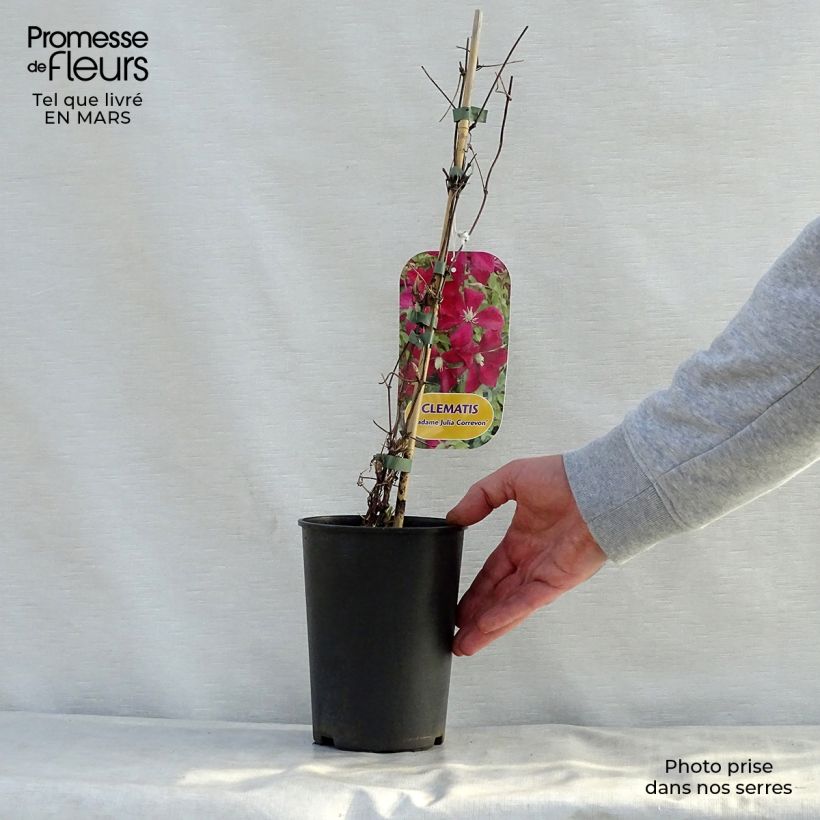 Example of Clématite - Clematis viticella Mme Julia Correvon Pot de 2L/3L as you get in printemps