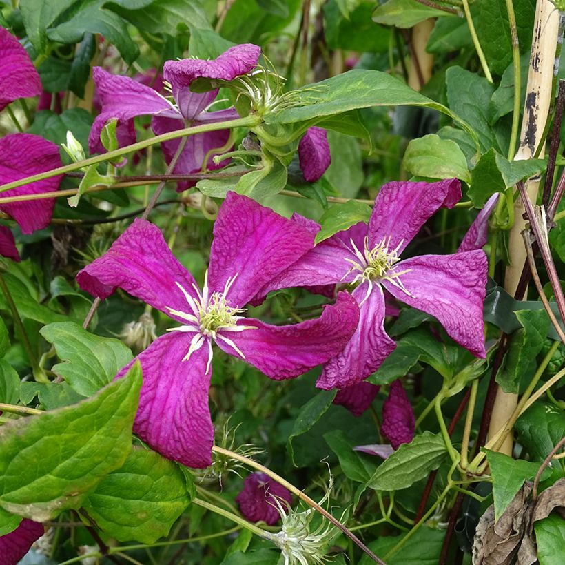 Clématite - Clematis viticella Mme Julia Correvon (Flowering)