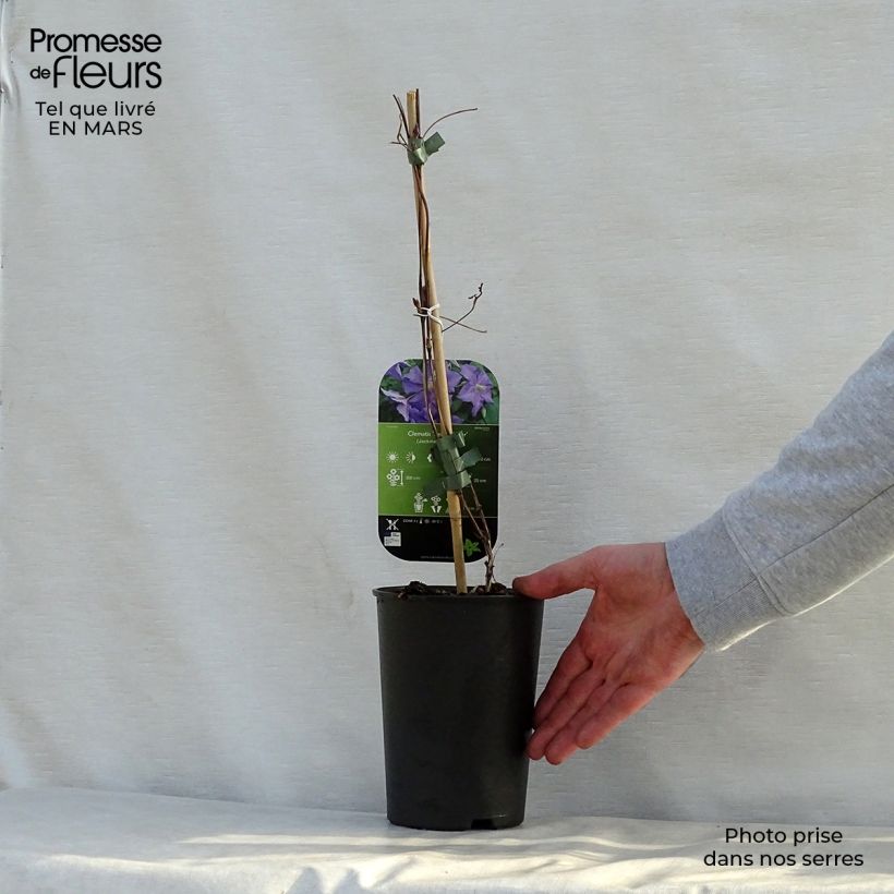 Example of Clématite - Clematis viticella Perle d'Azur Pot de 2L/3L as you get in printemps