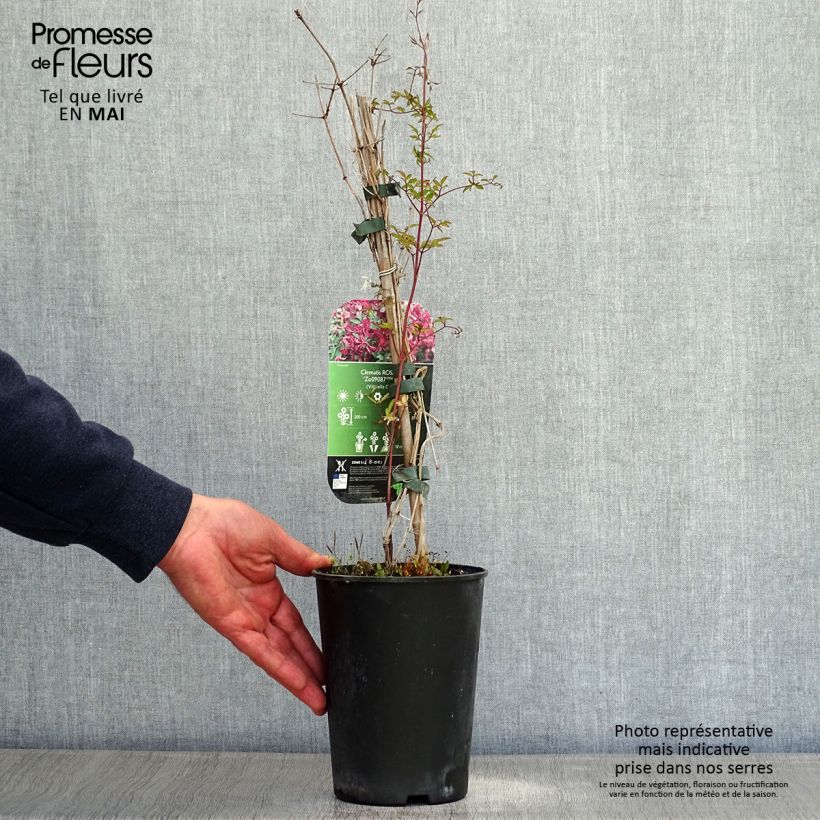 Example of Clématite - Clematis viticella Rosalyn Pot de 2L/3L as you get in printemps