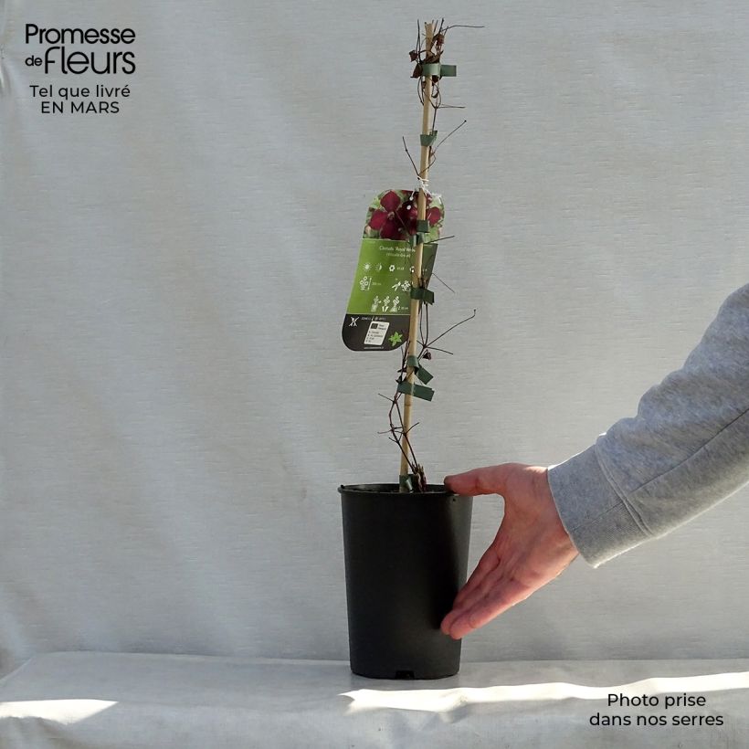 Spécimen de Clématite - Clematis viticella Royal Velours Pot de 2L/3L tel que livré au printemps
