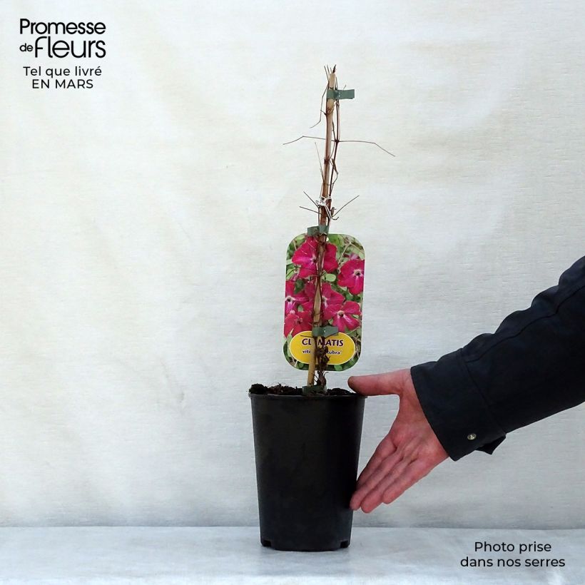 Example of Clématite - Clematis viticella Rubra (Kermesina) Pot de 2L/3L as you get in printemps