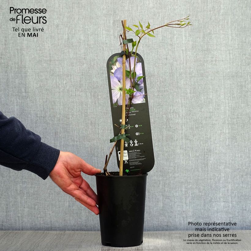 Spécimen de Clématite - Clematis viticella Sea Breeze Pot de 2L/3L tel que livré au printemps