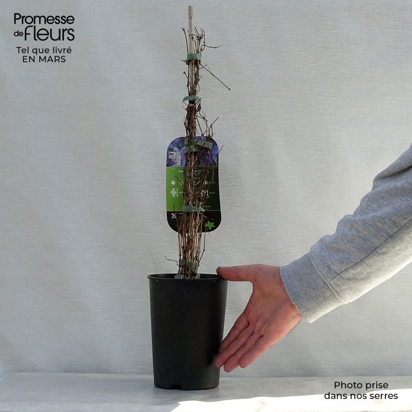 Example of Clématite - Clematis viticella Sunny Sky Pot de 2L/3L as you get in printemps