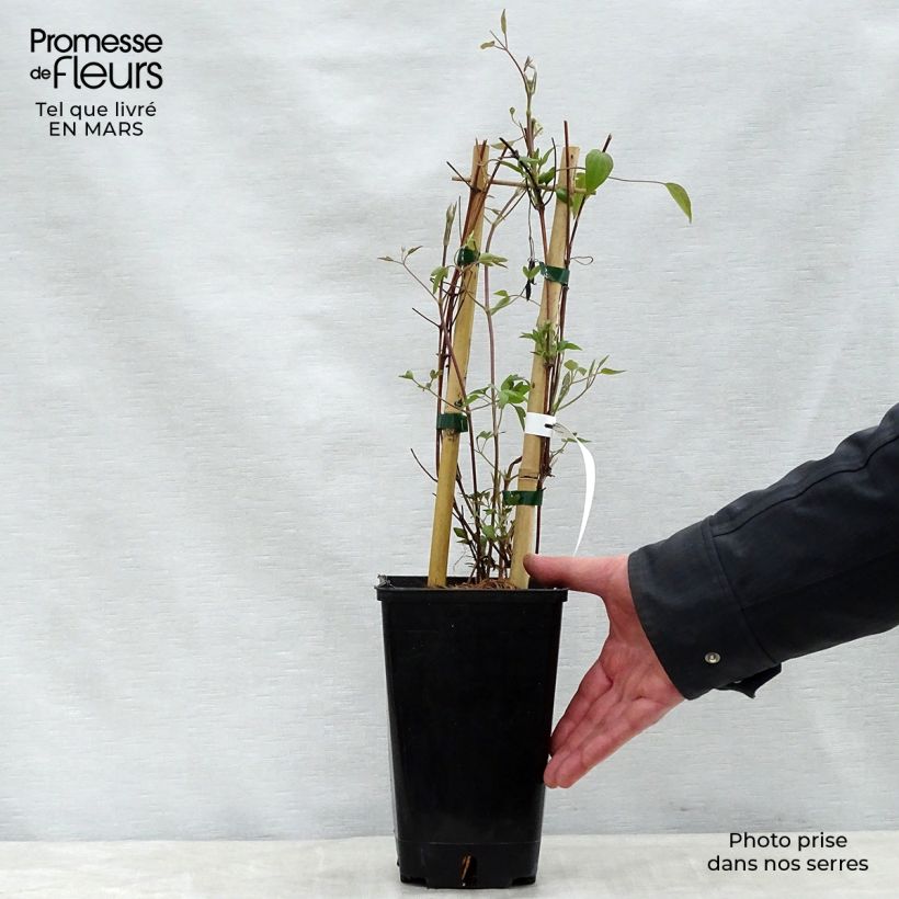 Example of Clématite Delphine Pot de 2L/3L as you get in printemps