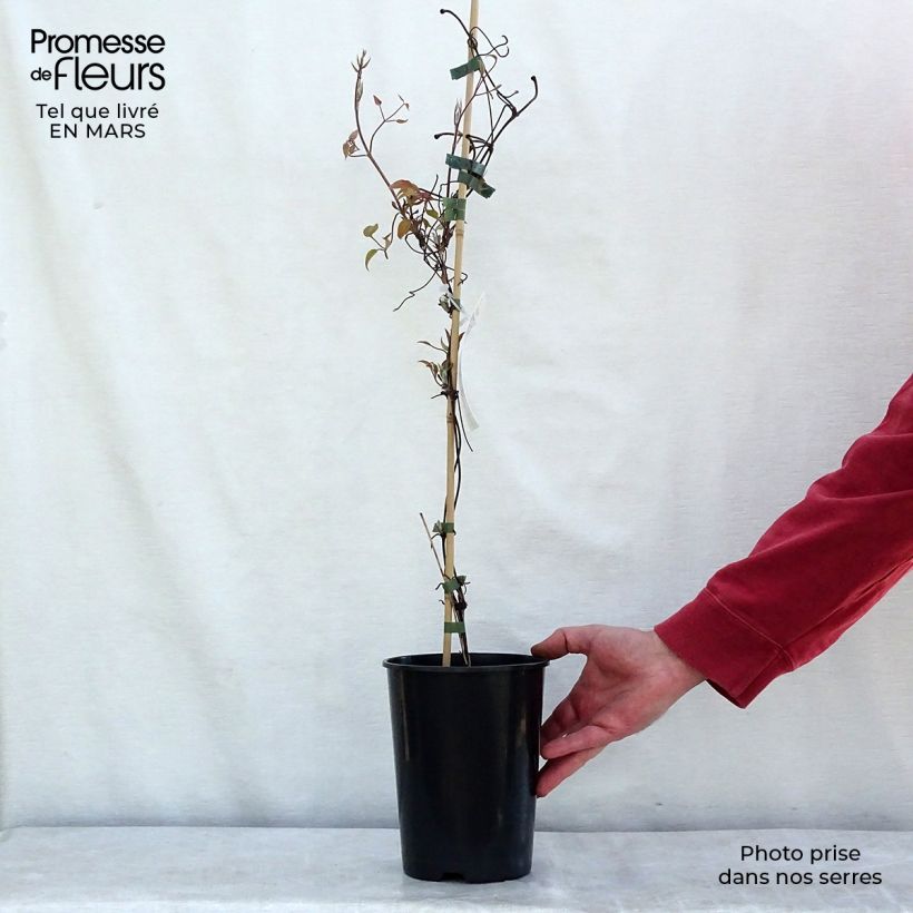 Example of Clématite Etoile De Malicorne Pot de 2L/3L as you get in printemps