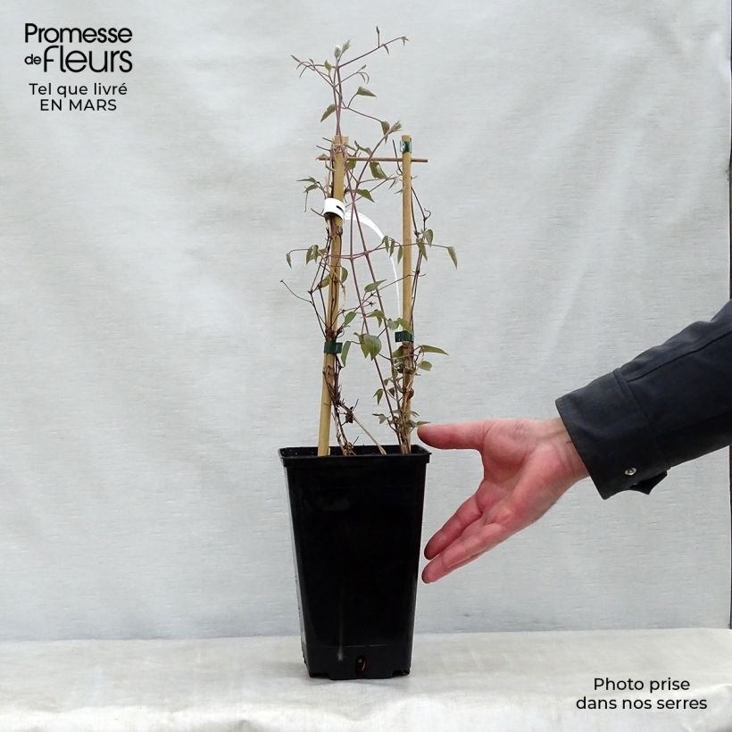 Example of Clématite Henryi Pot de 1,5L/2L as you get in printemps
