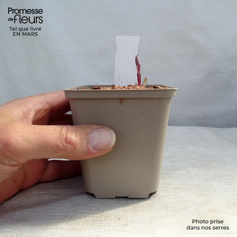 Example of Clématite Herbacée Recta Purpurea Godet de 8/9 cm as you get in printemps