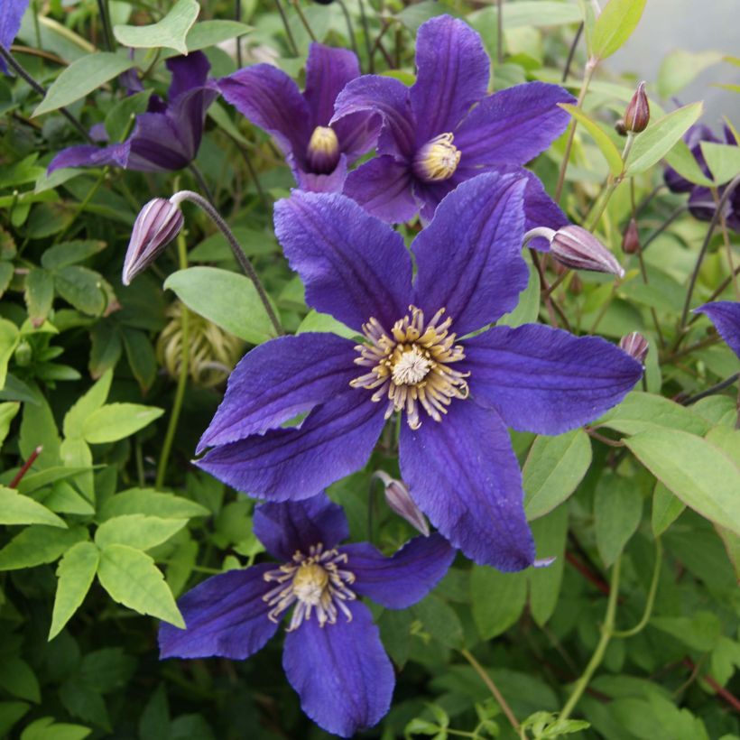 Clématite - Clematis Hudson River  (Flowering)