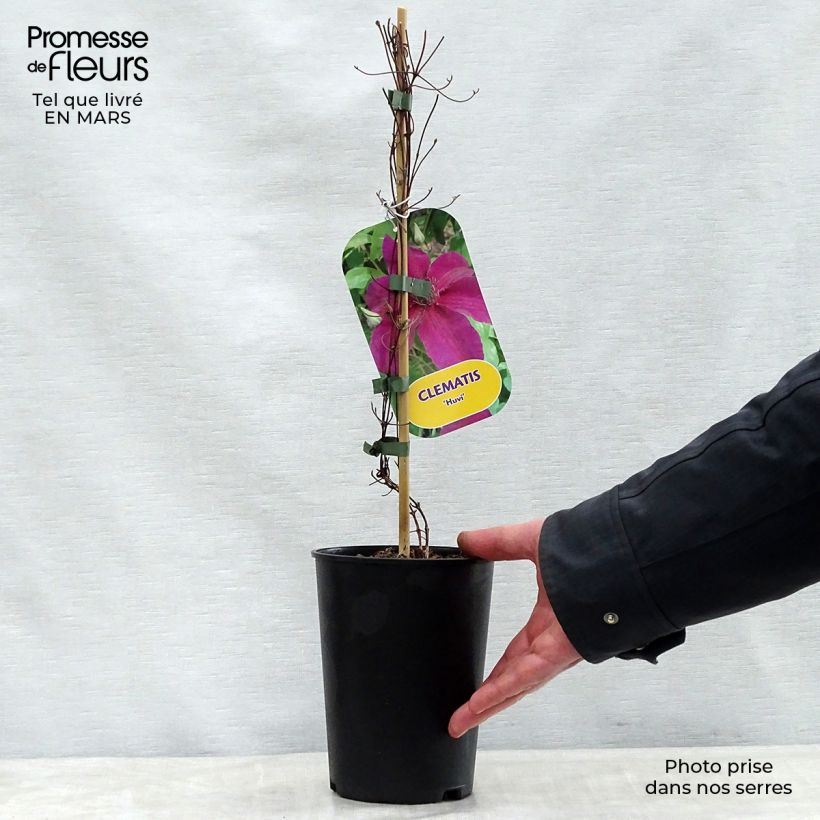 Example of Clématite Huvi Pot de 2L/3L as you get in printemps