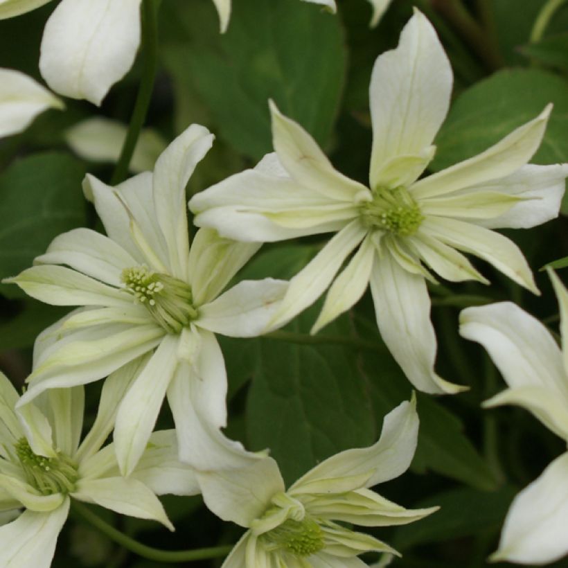 Clématite - Clematis montana Jenny Keay (Flowering)
