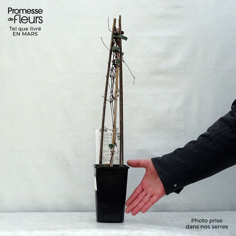 Example of Clématite Justa Pot de 1,5L/2L as you get in printemps