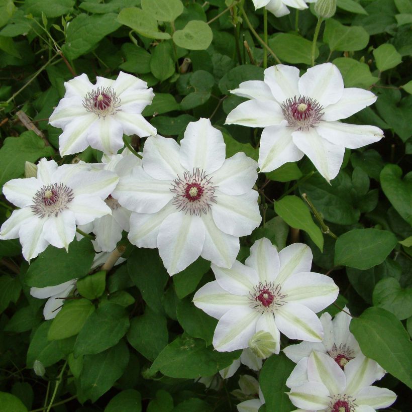 Clématite - Clematis Miss Bateman (Flowering)