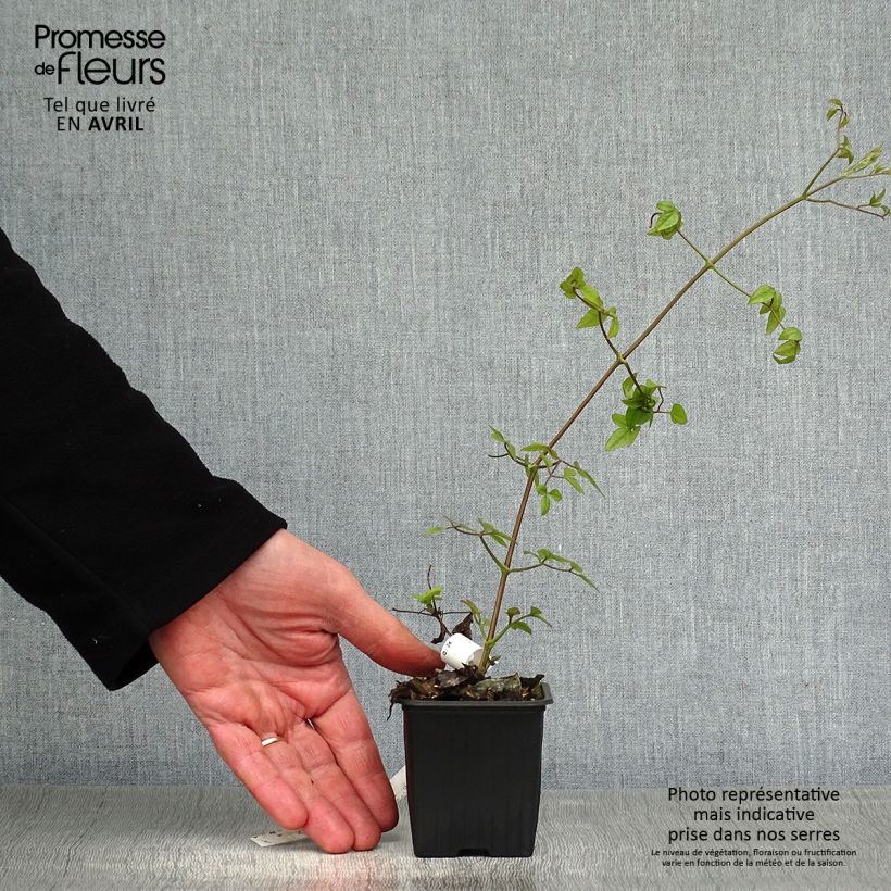 Example of Clématite Mme Lecoultre Godet de 8/9 cm as you get in printemps