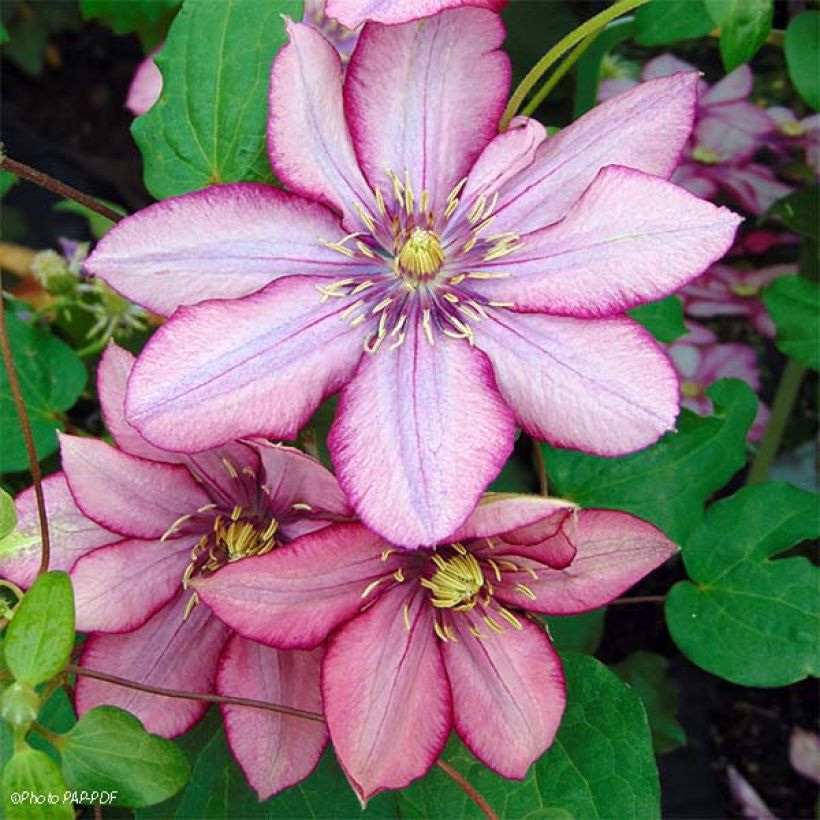 Clematite - Clematis Paradiso (Flowering)