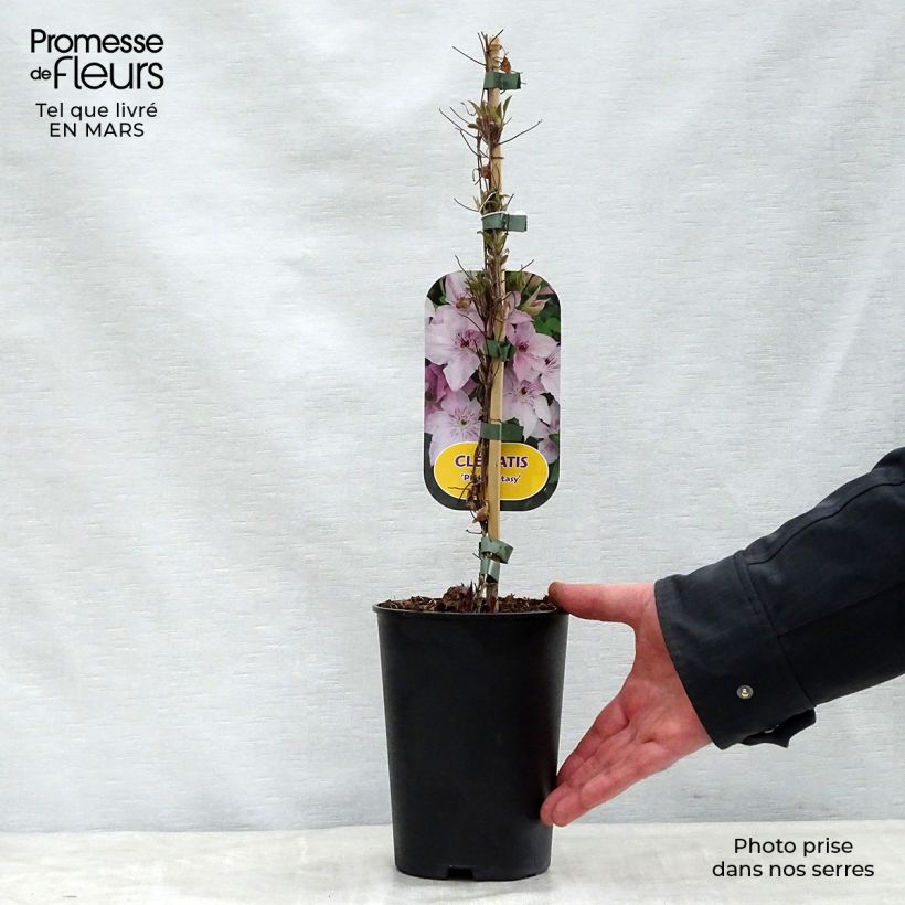 Example of Clématite Pink Fantasy Pot de 2L/3L as you get in printemps