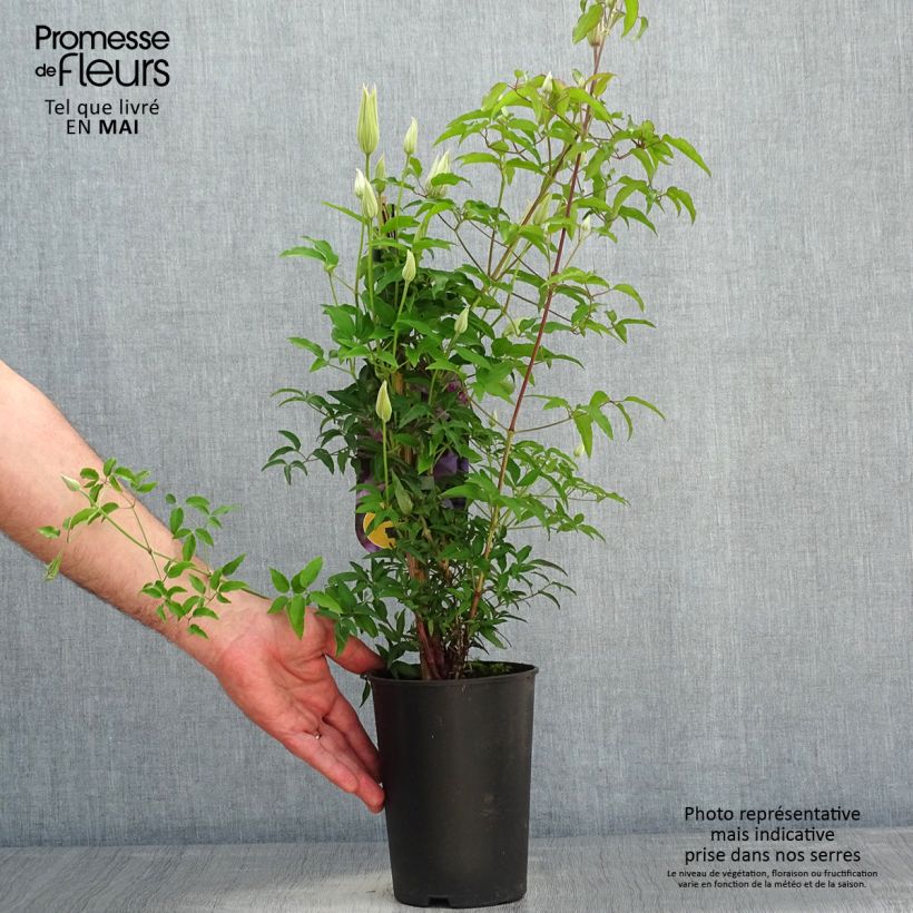 Example of Clématite Proud Mary Pot de 2L/3L as you get in printemps