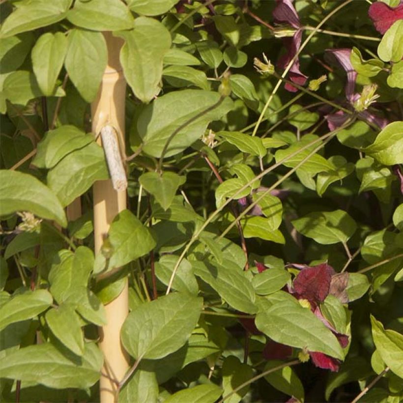 Clématite - Clematis Ruutel (Foliage)