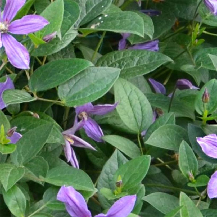 Clématite - Clematis Saphyra Estrella (Foliage)