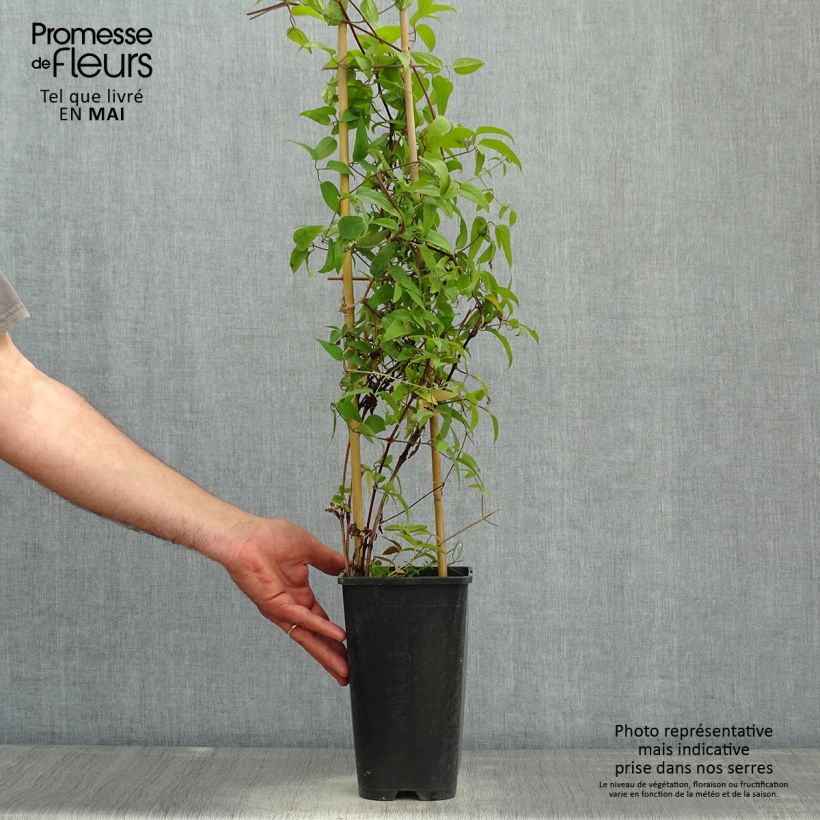 Example of Clématite Saphyra Nancy Pot de 2L/3L as you get in printemps