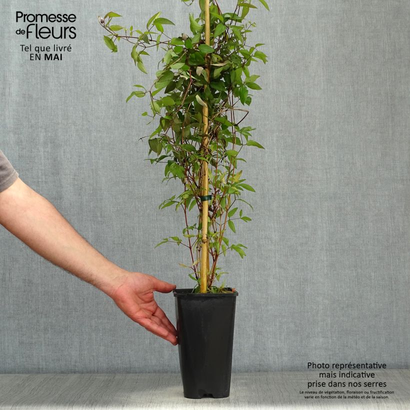 Spécimen de Clématite Saphyra Violetta Pot de 2L/3L tel que livré au printemps