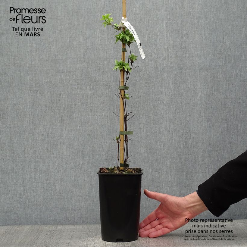 Example of Clématite Sparkler Pot de 2L/3L as you get in printemps