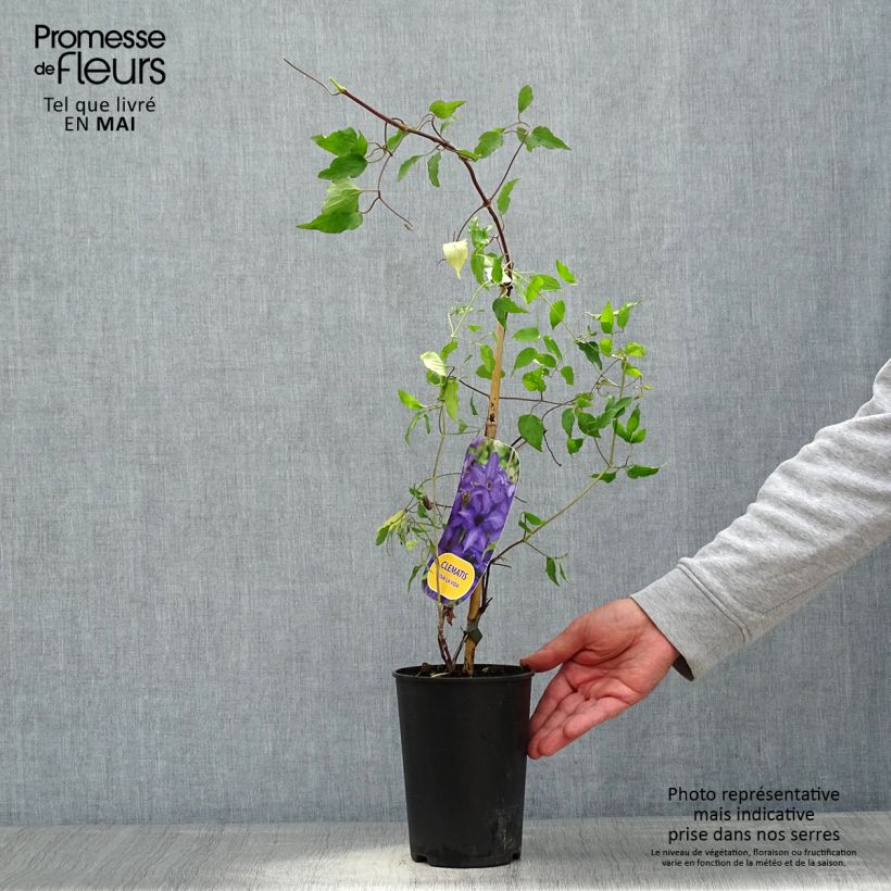 Example of Clématite Viva la Vida Pot de 2L/3L as you get in printemps