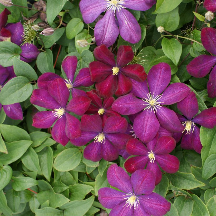 Clématite - Clematis Voluceau (Flowering)